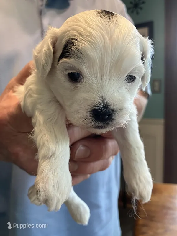 Queenie – Shihpoo puppy for sale in Delaware, OH