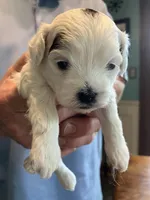 Queenie, a female Shihpoo for sale in Delaware, OH – Photo 1 of 4