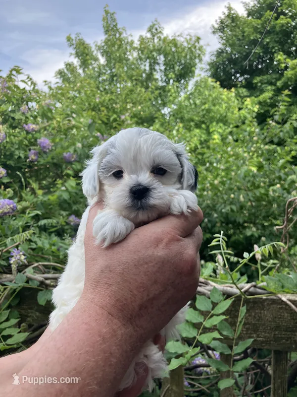 Queenie by 3doodles – Shihpoo puppy for sale in Delaware, OH