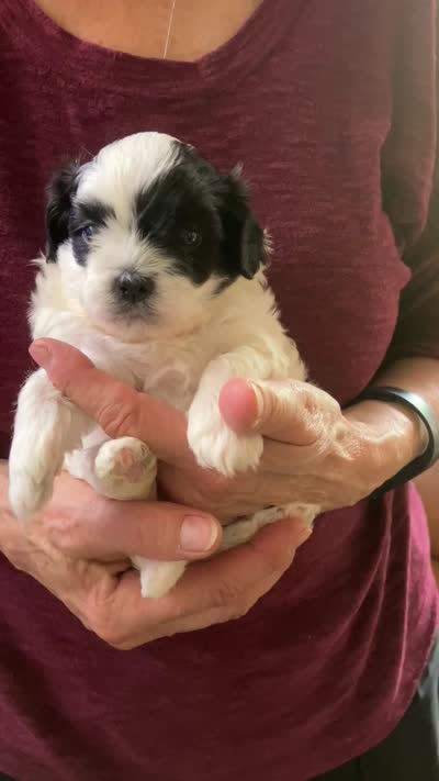 Louie by 3doodles, a male Shihpoo for sale in Delaware, OH – 6 of 7