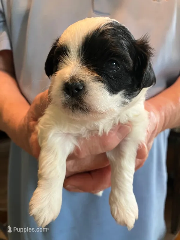 Louie – Shihpoo puppy for sale in Delaware, OH