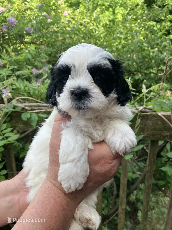 Henry by 3doodles – Shihpoo puppy for sale in Delaware, OH