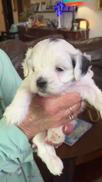 Queenie by 3doodles, a female Shihpoo for sale in Delaware, OH – 4 of 5