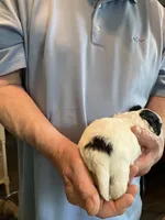 Louie, a male Shihpoo for sale in Delaware, OH – Photo 3 of 3