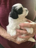 Louie by 3doodles, a male Shihpoo for sale in Delaware, OH – 4 of 7