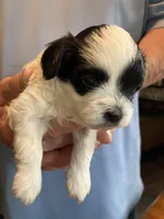 Louie, a male Shihpoo for sale in Delaware, OH – Photo 2 of 3