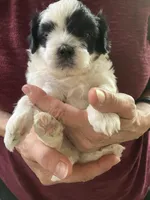 Louie by 3doodles, a male Shihpoo for sale in Delaware, OH – 5 of 7