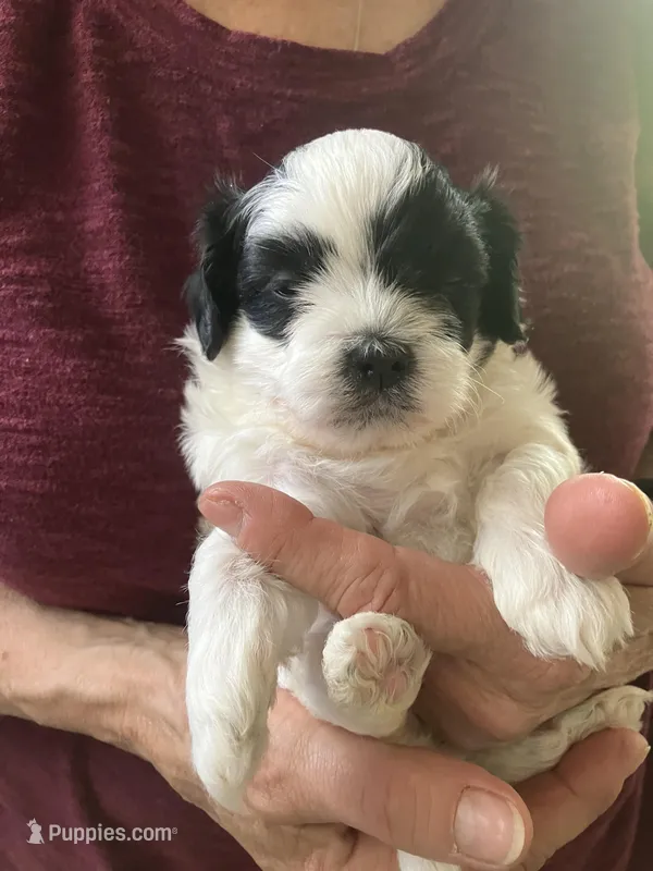 Louie – Shihpoo puppy for sale in Delaware, OH