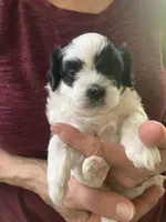 Louie by 3doodles, a male Shihpoo for sale in Delaware, OH – 1 of 7
