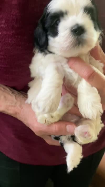 Henry by 3doodles, a male Shihpoo for sale in Delaware, OH – 8 of 8