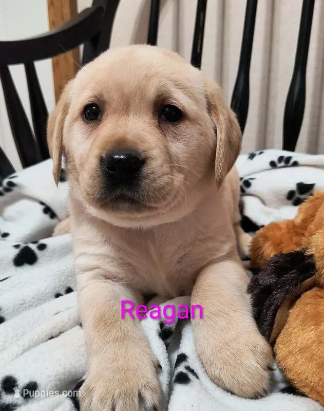 Reagan – Labrador Retriever puppy for sale in Seneca Falls, NY