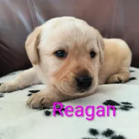 Reagan, a male Labrador Retriever for sale in Seneca Falls, NY – Photo 1 of 3