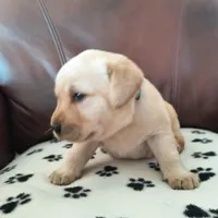 Reagan, a male Labrador Retriever for sale in Seneca Falls, NY – Photo 3 of 3
