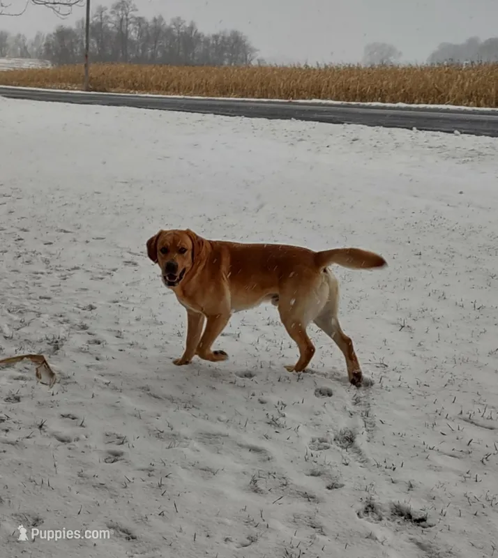 Reagan – Labrador Retriever puppy for sale in Seneca Falls, NY