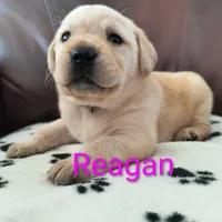 Reagan, a male Labrador Retriever for sale in Seneca Falls, NY – Photo 2 of 3