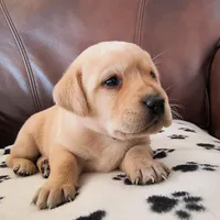 Pebbles, a male Labrador Retriever for sale in Seneca Falls, NY – Photo 6 of 8