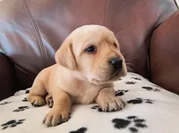 Pebbles, a male Labrador Retriever for sale in Seneca Falls, NY – Photo 3 of 3
