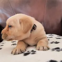 Pebbles, a male Labrador Retriever for sale in Seneca Falls, NY – Photo 5 of 8