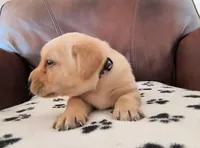 Pebbles, a male Labrador Retriever for sale in Seneca Falls, NY – Photo 2 of 3