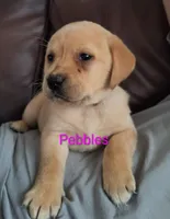 Pebbles, a male Labrador Retriever for sale in Seneca Falls, NY – Photo 2 of 8