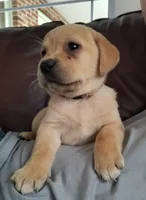 Pebbles, a male Labrador Retriever for sale in Seneca Falls, NY – Photo 3 of 8
