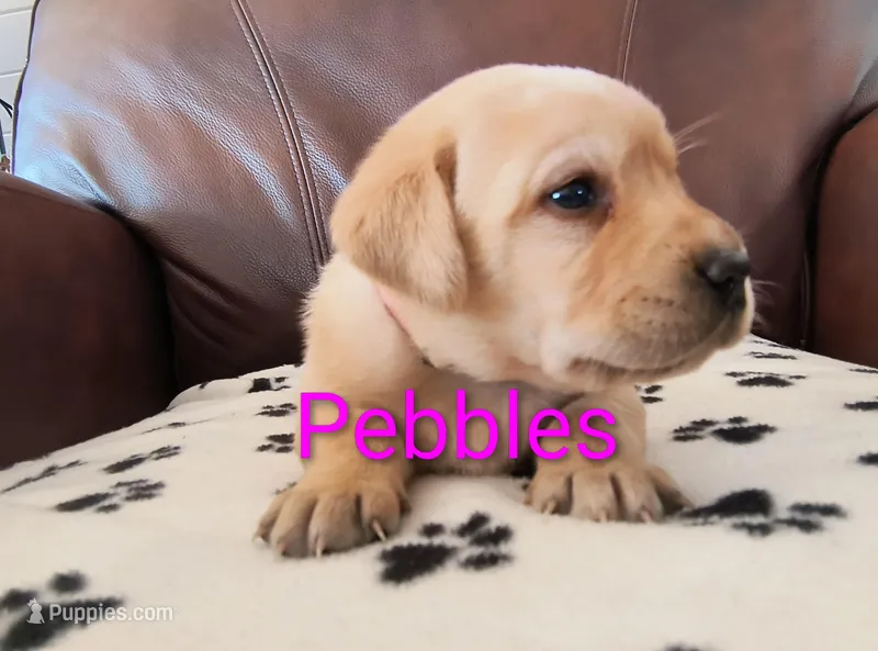 Pebbles