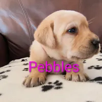 Pebbles, a male Labrador Retriever for sale in Seneca Falls, NY – Photo 4 of 8