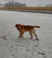 Pebbles, a male Labrador Retriever for sale in Seneca Falls, NY – Photo 7 of 8