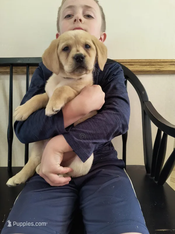 Pebbles – Labrador Retriever puppy for sale in Seneca Falls, NY