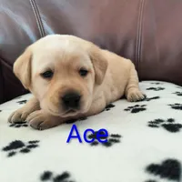 Ace, a male Labrador Retriever for sale in Seneca Falls, NY – Photo 1 of 4