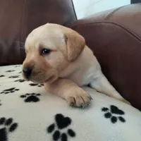 Ace, a male Labrador Retriever for sale in Seneca Falls, NY – Photo 3 of 4