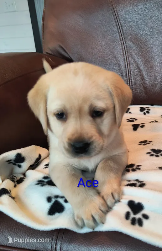 Ace – Labrador Retriever puppy for sale in Seneca Falls, NY
