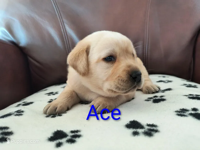 Ace – Labrador Retriever puppy for sale in Seneca Falls, NY