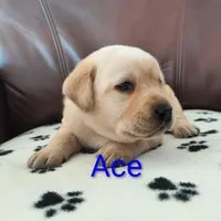 Ace, a male Labrador Retriever for sale in Seneca Falls, NY – Photo 2 of 4