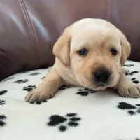 Ace, a male Labrador Retriever for sale in Seneca Falls, NY – Photo 4 of 4