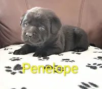 Penelope, a female Labrador Retriever for sale in Seneca Falls, NY – Photo 1 of 5