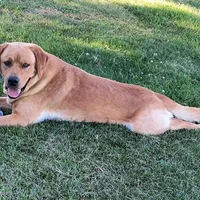Penelope, a female Labrador Retriever for sale in Seneca Falls, NY – Photo 2 of 5