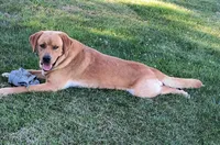 Penelope, a female Labrador Retriever for sale in Seneca Falls, NY – Photo 2 of 5