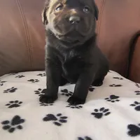 Penelope, a female Labrador Retriever for sale in Seneca Falls, NY – Photo 4 of 5