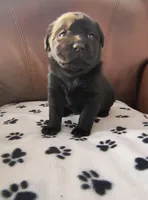 Penelope, a female Labrador Retriever for sale in Seneca Falls, NY – Photo 4 of 5