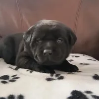 Penelope, a female Labrador Retriever for sale in Seneca Falls, NY – Photo 3 of 5