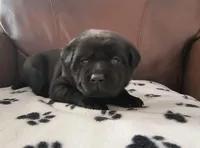 Penelope, a female Labrador Retriever for sale in Seneca Falls, NY – Photo 3 of 5