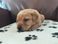 Ruby, a female Labrador Retriever for sale in Seneca Falls, NY – Photo 3 of 4