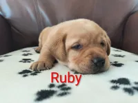 Ruby, a female Labrador Retriever for sale in Seneca Falls, NY – Photo 2 of 4