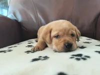 Ruby, a female Labrador Retriever for sale in Seneca Falls, NY – Photo 4 of 4