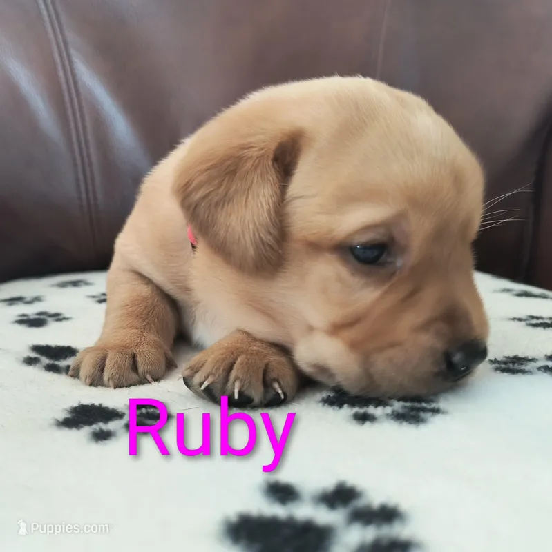 Ruby