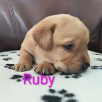 Ruby, a female Labrador Retriever for sale in Seneca Falls, NY – Photo 1 of 4