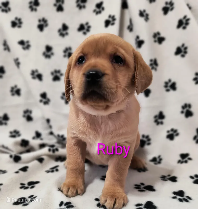 Ruby – Labrador Retriever puppy for sale in Seneca Falls, NY