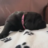 Nikki, a female Labrador Retriever for sale in Seneca Falls, NY – Photo 4 of 6