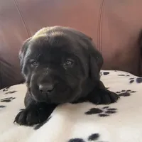 Nikki, a female Labrador Retriever for sale in Seneca Falls, NY – Photo 5 of 6